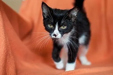 Cudna, kochana, maleńka Masza - adoptuj :),  łódzk