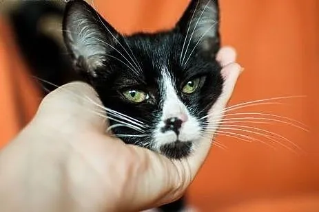 Cudna, kochana, maleńka Masza - adoptuj :),  łódzk