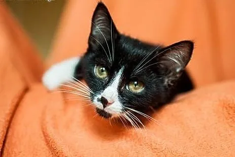 Cudna, kochana, maleńka Masza - adoptuj :),  łódzk
