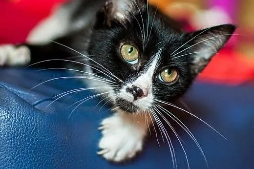 Cudna, kochana, maleńka Masza - adoptuj :),  łódzk
