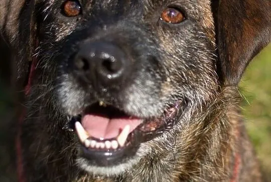 BRUTUS wesoły sympatyczny piesek marzy o kochającym domku, , Wrocław