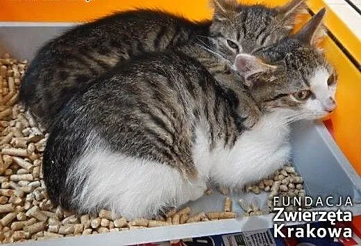Emil i Edziu uwielbiają zabawę, małopolskie Krakó