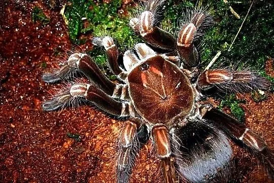 Pamphobeteus platyomma , mniejsza teraphosa