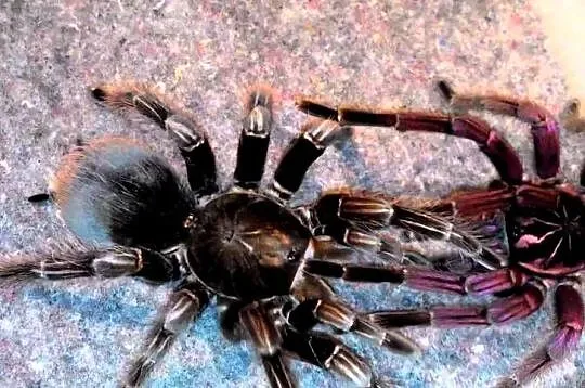 Pamphobeteus platyomma , mniejsza teraphosa, Świętokrzyskie, Ostrowiec Świętokrzyski