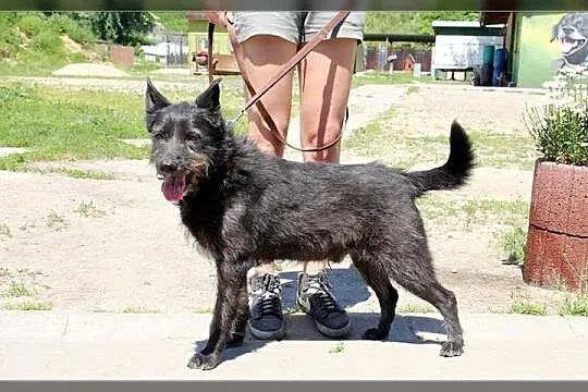 Kruczek 2 lata w schronisku, gryziony przez inne p