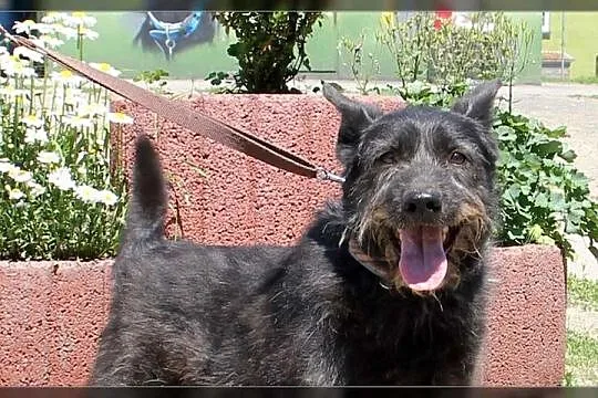 Kruczek 2 lata w schronisku, gryziony przez inne p