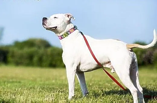 Nero 6letni amstaff szuka domu, mazowieckie Warsz