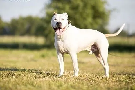 Nero 6letni amstaff szuka domu,  mazowieckie Warsz