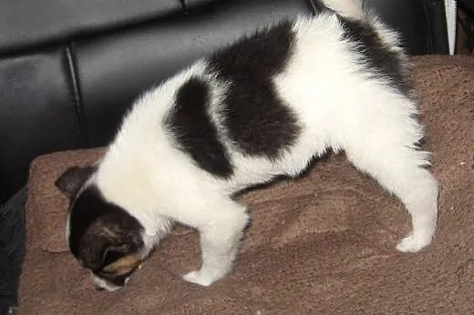 Sisi mix pinczerka 10 tyg,adopcja!!,  świętokrzysk