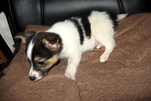 Sisi mix pinczerka 10 tyg,adopcja!!,  świętokrzysk