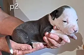 Amstaff zkwp fci BLUE piesek