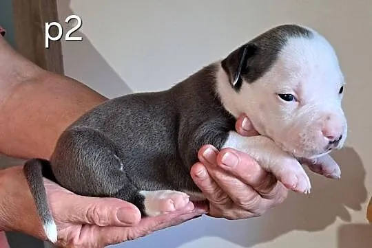 Amstaff zkwp fci BLUE piesek