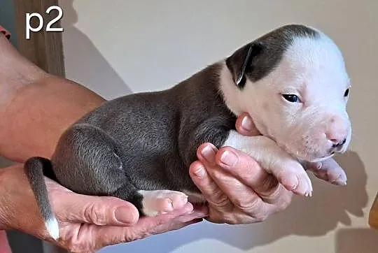 Amstaff zkwp fci BLUE piesek, Śląskie, Koziegłowy