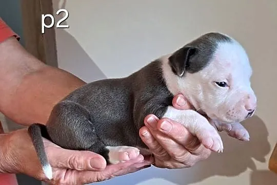 Amstaff zkwp fci BLUE piesek, Śląskie, Koziegłowy