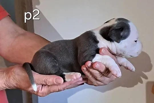 Amstaff zkwp fci BLUE piesek, Śląskie, Koziegłowy
