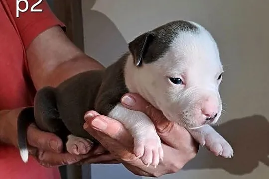 Amstaff zkwp fci BLUE piesek, Śląskie, Koziegłowy
