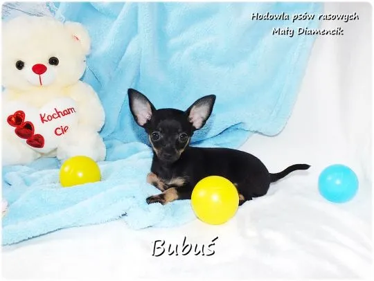 Mini Piesek BUBUŚ Ratlerek XS! Pinczer miniaturowy +Rodowód Do Odbioru Tel. 739052954, , Żary