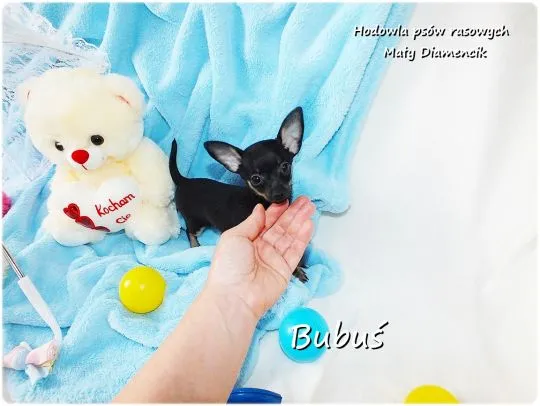 Mini Piesek BUBUŚ Ratlerek XS! Pinczer miniaturowy +Rodowód Do Odbioru Tel. 739052954