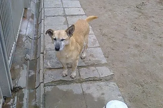 Uroczy dżentelmen ALUŚ szuka domku,  Kundelki cała