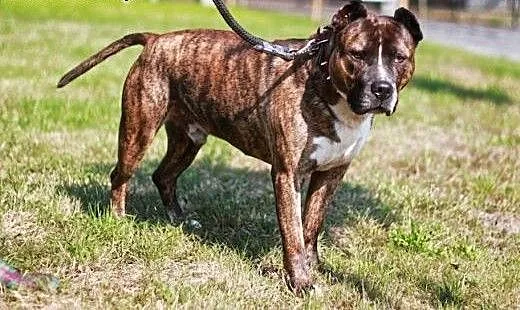 Axel niesłyszący amstaff szuka domu, małopolskie