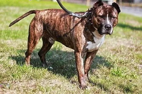 Axel niesłyszący amstaff szuka domu,  małopolskie 