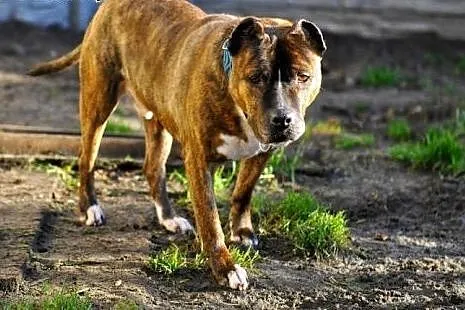 Axel niesłyszący amstaff szuka domu,  małopolskie 