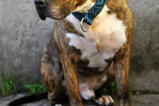 Axel niesłyszący amstaff szuka domu,  małopolskie 