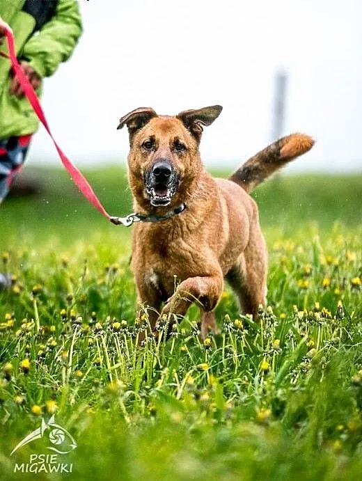 Wesoły pysiek Korina poleca się do adopcji :), ma