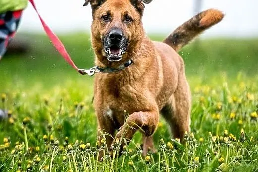 Wesoły pysiek Korina poleca się do adopcji :),  ma