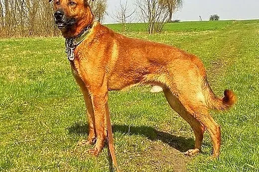 Wesoły pysiek Korina poleca się do adopcji :),  ma