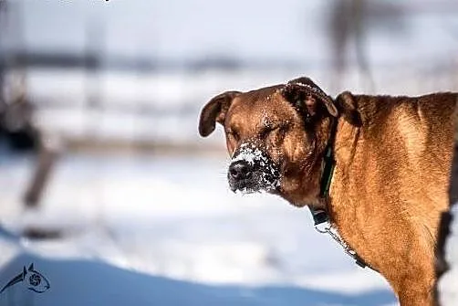 Wesoły pysiek Korina poleca się do adopcji :),  ma