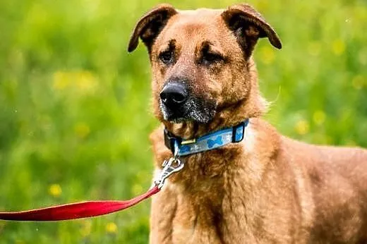Wesoły pysiek Korina poleca się do adopcji :),  ma