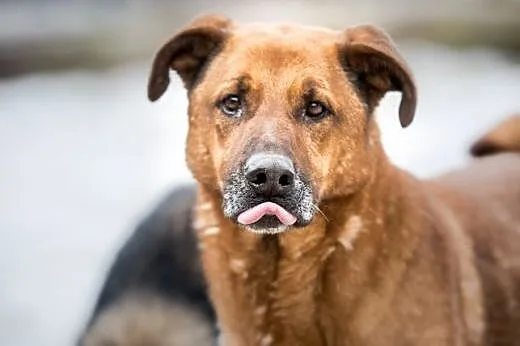 Wesoły pysiek Korina poleca się do adopcji :),  ma