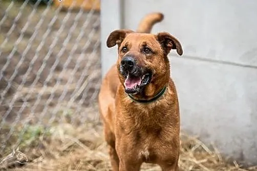 Wesoły pysiek Korina poleca się do adopcji :),  ma