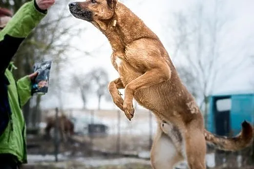 Wesoły pysiek Korina poleca się do adopcji :),  ma