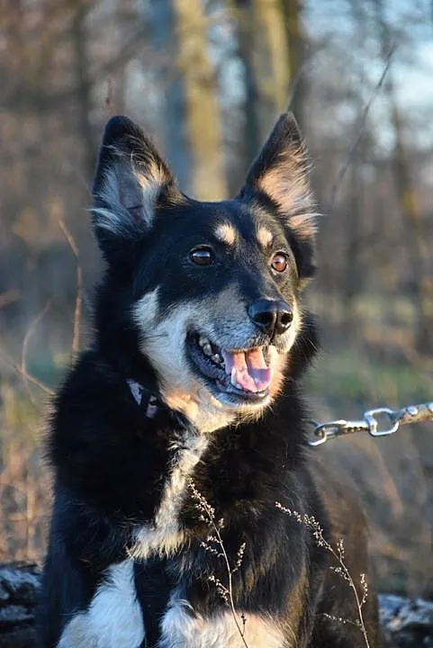 Alma, grzeczna niekonfliktowa sunia ADOPCJA