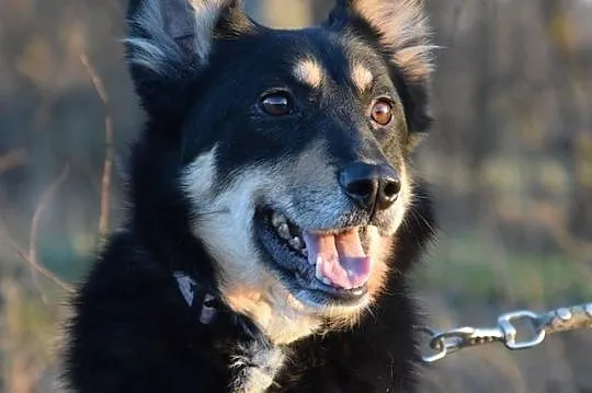 Alma, grzeczna niekonfliktowa sunia ADOPCJA