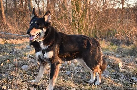 Alma, grzeczna niekonfliktowa sunia ADOPCJA