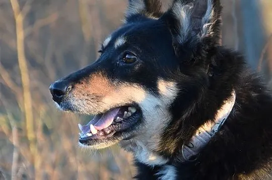 Alma, grzeczna niekonfliktowa sunia ADOPCJA