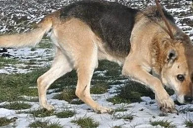 ORSEY- starszy, bardzo grzeczny, miły i spokojny psiak prosi o dom