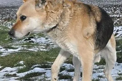ORSEY- starszy, bardzo grzeczny, miły i spokojny psiak prosi o dom, Małopolskie, Kraków