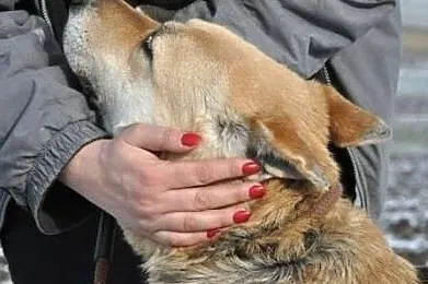 ORSEY- starszy, bardzo grzeczny, miły i spokojny psiak prosi o dom, Małopolskie, Kraków