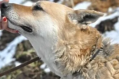 ORSEY- starszy, bardzo grzeczny, miły i spokojny psiak prosi o dom, Małopolskie, Kraków