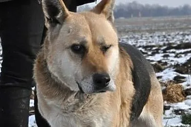 ORSEY- starszy, bardzo grzeczny, miły i spokojny psiak prosi o dom, Małopolskie, Kraków