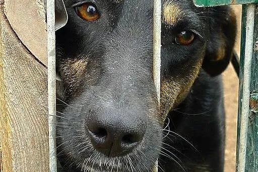 Pomóżmy Gamusi znów uwierzyć w siebie!,  mazowieck