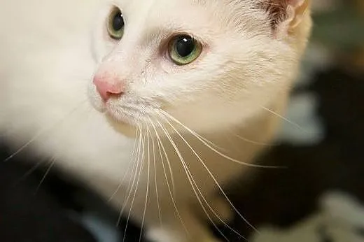TOSIA - piękna, miziasta kotka uratowana z trasy s