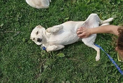 Fizia - psi aniołek do adopcji! Potrzebuje Twojej