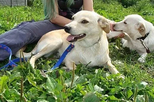 Fizia - psi aniołek do adopcji! Potrzebuje Twojej 