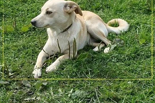 Fizia - psi aniołek do adopcji! Potrzebuje Twojej 