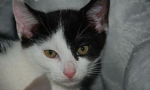 Tomuś kotek, kocurek kot ADOPCJA, małopolskie Kra